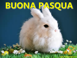 Auguri Pasquali coniglietto