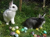 Conigli Auguri Pasqua
